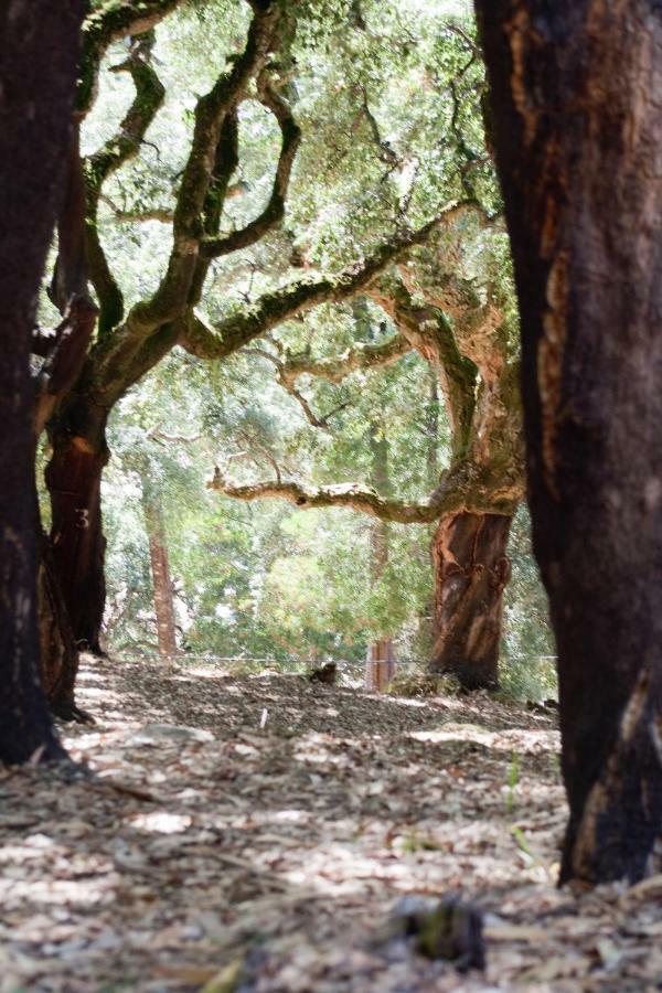 Quinta Algarve Das Relvinhas Monchique Esterno foto